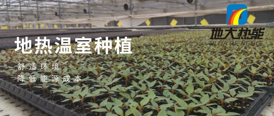 發(fā)揮地?zé)豳Y源優(yōu)勢(shì)，地?zé)徂r(nóng)業(yè)實(shí)現(xiàn)花卉產(chǎn)業(yè)特色發(fā)展 | 地大熱能 地?zé)岱?wù)全球